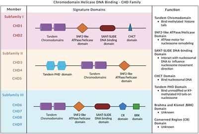 CHD1, a multifaceted epigenetic remodeler in prostate cancer